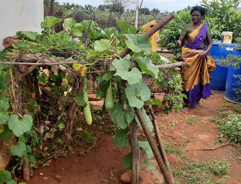 Gourd vines in a kitchen garden