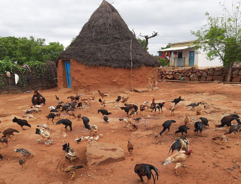 Country poultry in a village yard